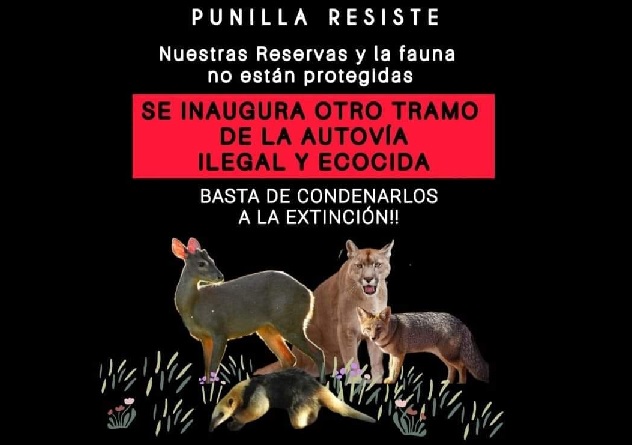 FAUNA ATROPELLADA 5